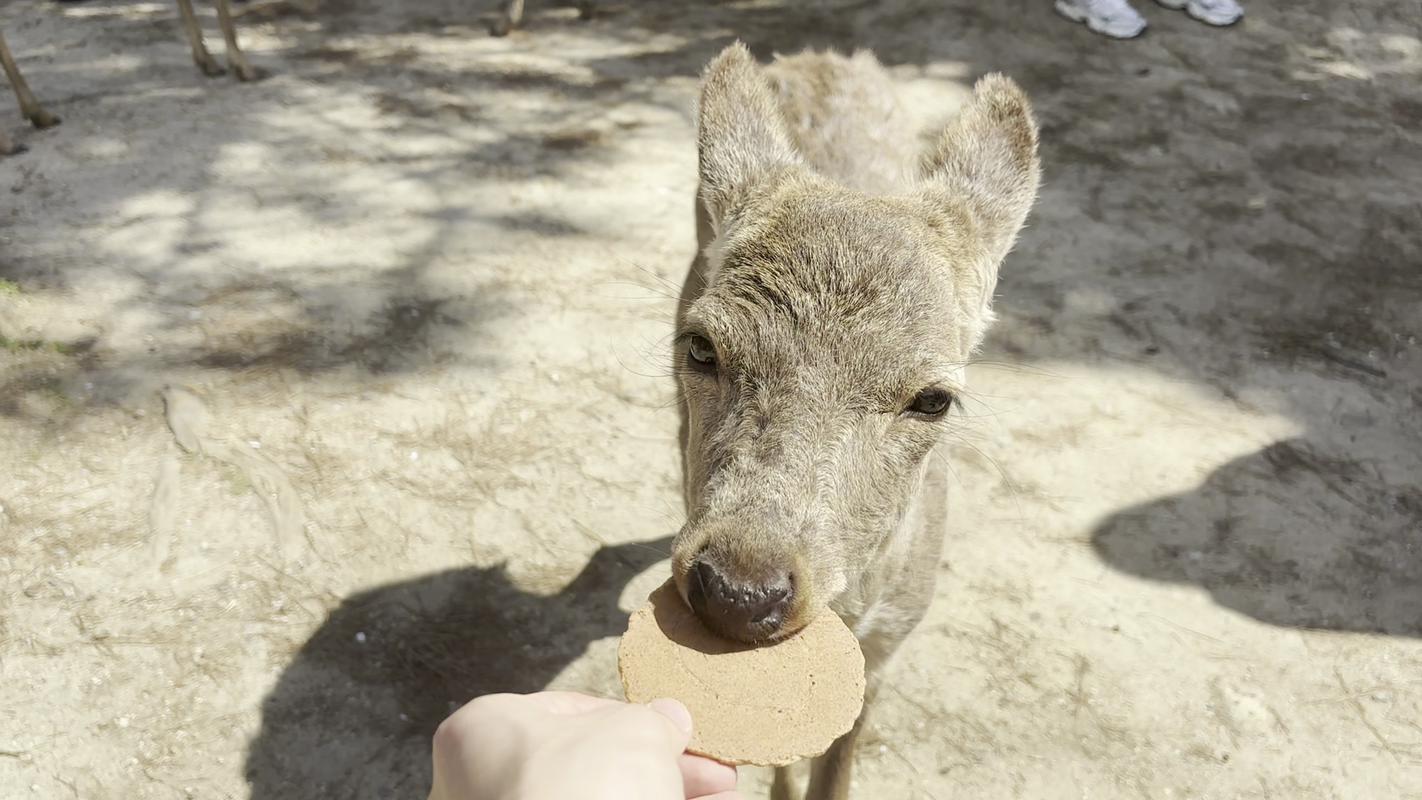 Nara is home to over 1,000 friendly deer, which is why Stantler can be found near Violet City